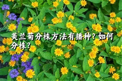 美兰菊分株方法有播种？如何分株？