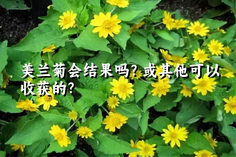 美兰菊会结果吗？或其他可以收获的？