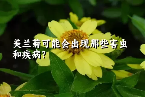 美兰菊可能会出现那些害虫和疾病？