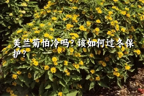 美兰菊怕冷吗？该如何过冬保护？