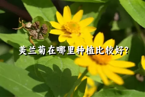 美兰菊在哪里种植比较好？