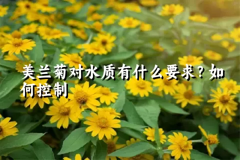 美兰菊对水质有什么要求？如何控制