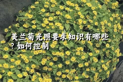 美兰菊光照要求知识有哪些？如何控制