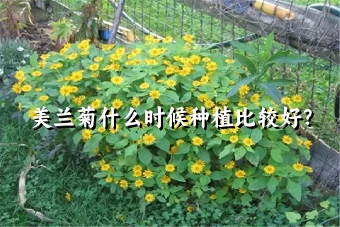 美兰菊什么时候种植比较好？