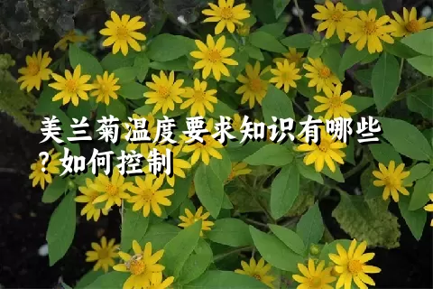 美兰菊温度要求知识有哪些？如何控制