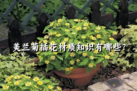 美兰菊插花材质知识有哪些？