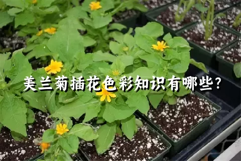 美兰菊插花色彩知识有哪些？