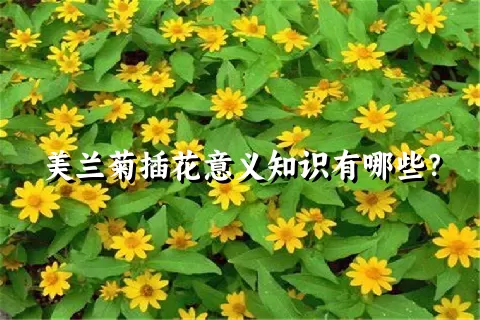 美兰菊插花意义知识有哪些？