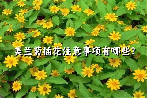 美兰菊插花注意事项有哪些？