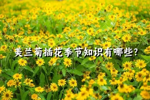 美兰菊插花季节知识有哪些？