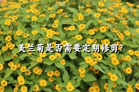 美兰菊是否需要定期修剪？