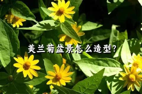 美兰菊盆景怎么造型？