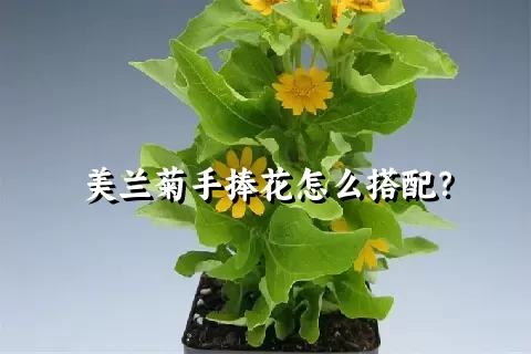 美兰菊手捧花怎么搭配？