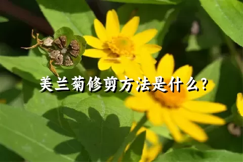 美兰菊修剪方法是什么？