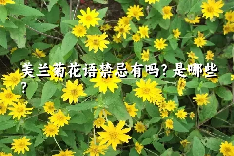 美兰菊花语禁忌有吗？是哪些？