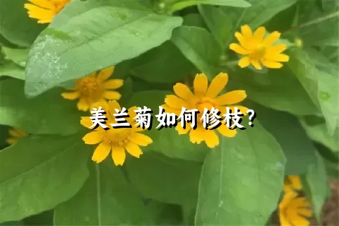 美兰菊如何修枝？