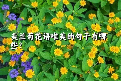 美兰菊花语唯美的句子有哪些？