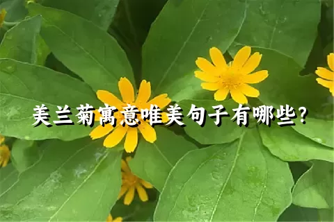 美兰菊寓意唯美句子有哪些？