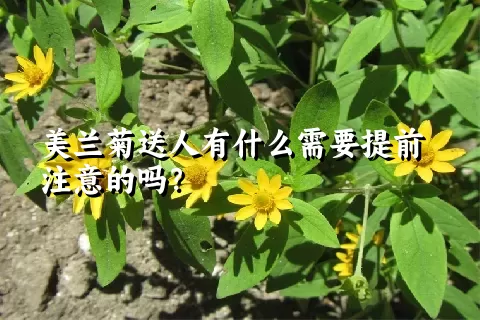 美兰菊送人有什么需要提前注意的吗？