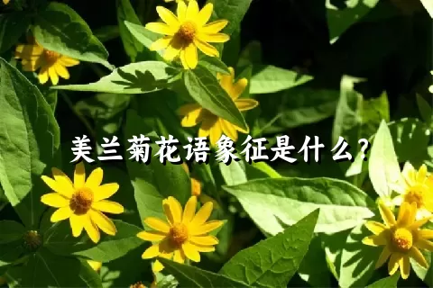 美兰菊花语象征是什么？