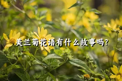 美兰菊花语有什么故事吗？