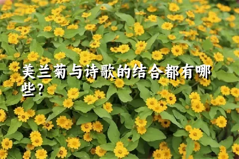 美兰菊与诗歌的结合都有哪些？