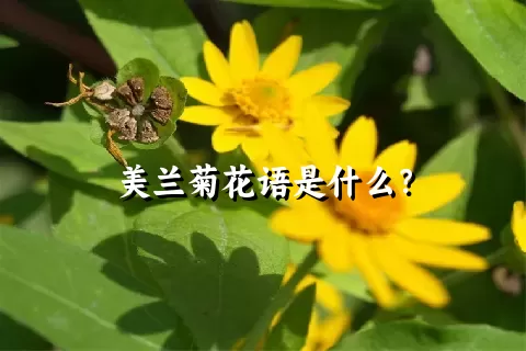 美兰菊花语是什么？