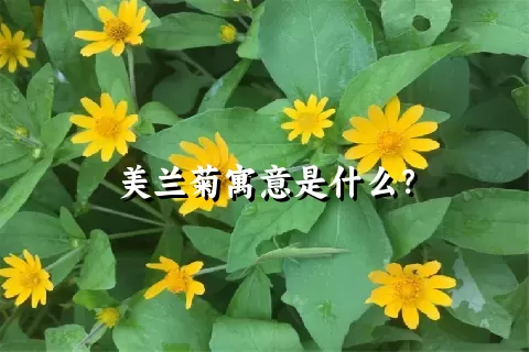 美兰菊寓意是什么？