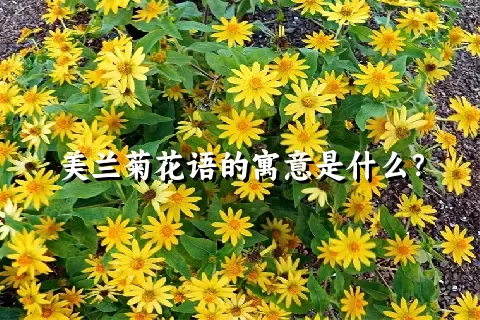 美兰菊花语的寓意是什么？