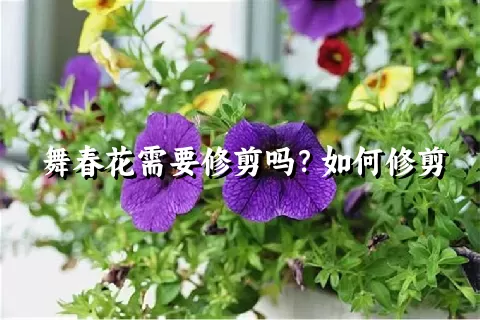 舞春花需要修剪吗？如何修剪