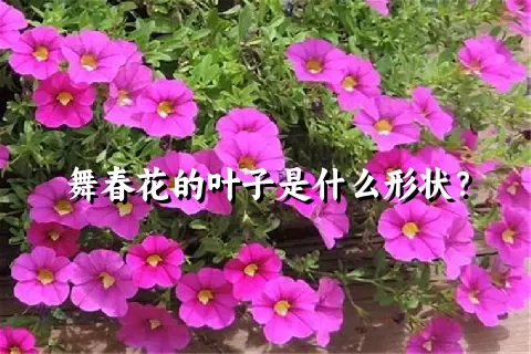 舞春花的叶子是什么形状？