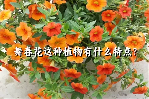 舞春花这种植物有什么特点？