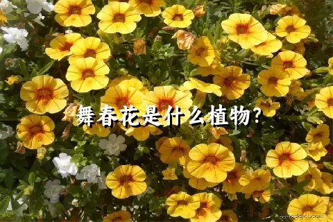 舞春花是什么植物？