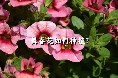 舞春花如何种植？