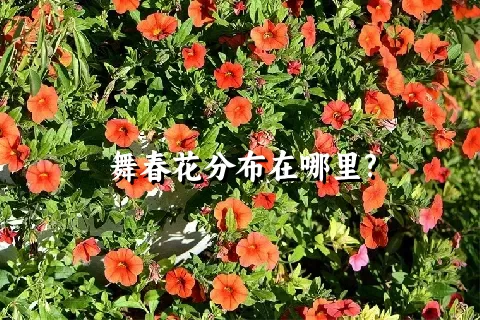 舞春花分布在哪里?