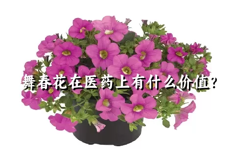 舞春花在医药上有什么价值？