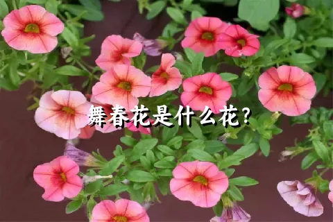 舞春花是什么花？