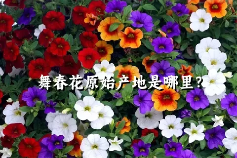 舞春花原始产地是哪里？