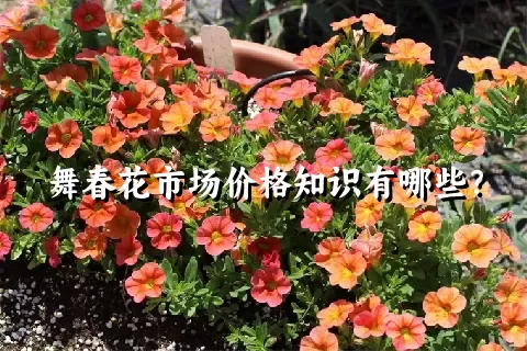 舞春花市场价格知识有哪些？