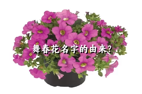 舞春花名字的由来？