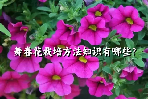 舞春花栽培方法知识有哪些？