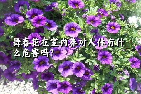 舞春花在室内养对人体有什么危害吗？