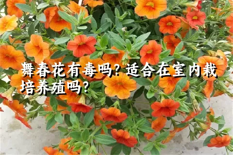 舞春花有毒吗？适合在室内栽培养殖吗？