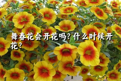 舞春花会开花吗？什么时候开花？