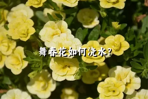 舞春花如何浇水？