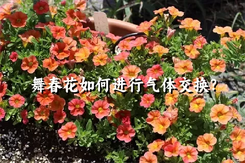 舞春花如何进行气体交换？