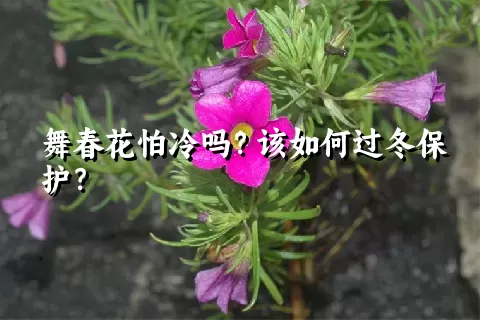 舞春花怕冷吗？该如何过冬保护？