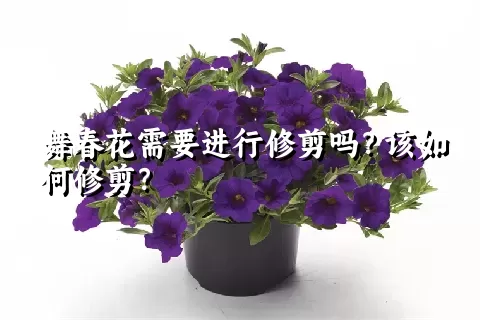 舞春花需要进行修剪吗？该如何修剪？