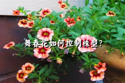 舞春花如何控制株型？