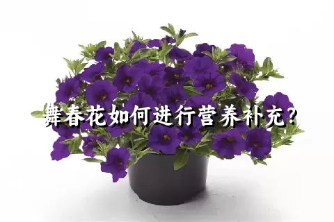 舞春花如何进行营养补充？